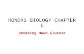 HONORS BIOLOGY CHAPTER 6