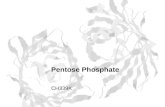 Pentose Phosphate