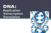 DNA: Replication Transcription Translation