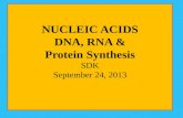 NUCLEIC  ACIDS DNA, RNA & Protein Synthesis SDK September 24, 2013
