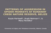 Patterns of aggression in spider monkeys at runaway creek nature reserve, Belize