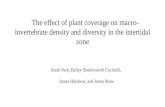 The effect of plant coverage on macro-invertebrate density and diversity in the intertidal zone