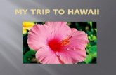 My Trip To Hawaii
