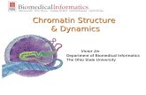 Chromatin Structure  & Dynamics