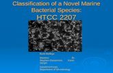 Classification of a Novel Marine Bacterial Species: HTCC 2207
