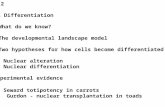 OUTLINE 2 II. Cell Differentiation A.  What do we know? B.  The developmental landscape model