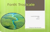 Forêt T rop icale