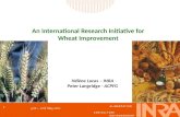 An International Research Initiative for Wheat Improvement