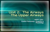 Unit 2:  The Airways The Upper Airways