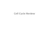 Cell Cycle Review