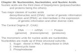 Chapter 26: Nucleosides, Nucleotides, and Nucleic Acids