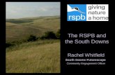 The RSPB and the South Downs