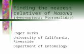 Finding the nearest relatives of  Nasonia  (Hymenoptera: Pteromalidae)