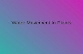 Water Movement In Plants