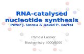 RNA-catalysed nucleotide synthesis Peter J. Unrau & David P. Bartel
