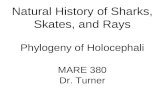 Natural History of Sharks, Skates, and Rays Phylogeny of Holocephali MARE 380 Dr. Turner
