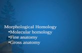 Morphological Homology Molecular homology Fine anatomy Gross anatomy