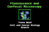 Fluorescence and Confocal Microscopy