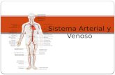 Sistema Arterial y Venoso