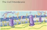 The Cell  Membrane