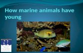 How marine animals have young