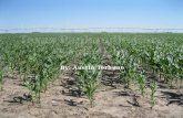 Use of Precision Ag in Texas Panhandle Corn Production