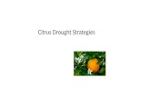 Citrus Drought Strategies