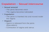Copulation –  Sexual intercourse