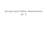 Sensory and Motor Mechanisms pt. 3