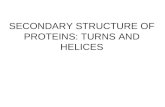 Secondary structure  of  proteins :  turns  and  helices