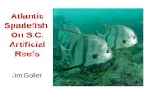 Atlantic Spadefish  On S.C. Artificial Reefs