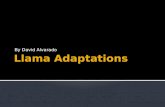 Llama Adaptations
