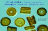 EUKARYOTES —  having a true nucleus Chromophyta  - containing chlorophyll  a  and  c