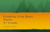 Growing Lima Bean Plants 3 rd  Grade