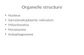 Organelle structure