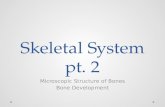 Skeletal System pt. 2