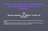 Why is Lactobacillus Acidophilus so Important for chicken’s Health?
