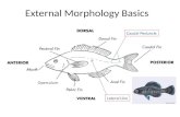 External Morphology Basics