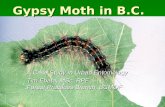 Gypsy Moth in B.C.