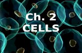 Ch. 2 CELLS