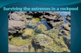 Surviving the extremes in a  rockpool