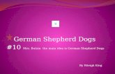 German Shepherd Dogs  #10  Mrs. Butzin  the main idea is German Shepherd Dogs