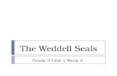 The Weddell Seals