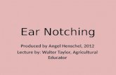 Ear Notching