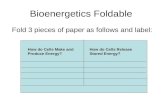 Bioenergetics Foldable