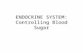 ENDOCRINE SYSTEM: Controlling Blood Sugar