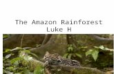 The Amazon  Rainforest Luke H