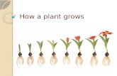 How a plant grows