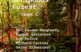 Deciduous Forest Team C