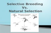 Selective Breeding  Vs.  Natural Selection
